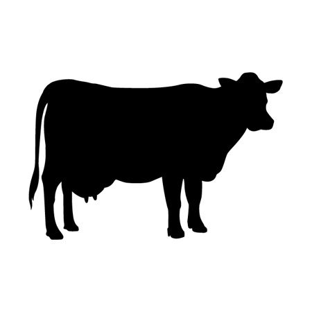 Cow Iron on Transfer